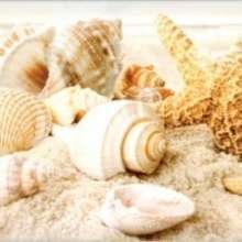 Seashells (крупные) 336763 20×45