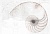 Nautilus панно ракушка многоцветный (NT2O453DT) 39,6x59,8