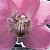 Орхидея Декор 04-01-1-10-04-04-162-1  25х50 (панно 1ч)