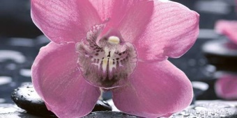 Орхидея Декор 04-01-1-10-04-04-162-1  25х50 (панно 1ч)